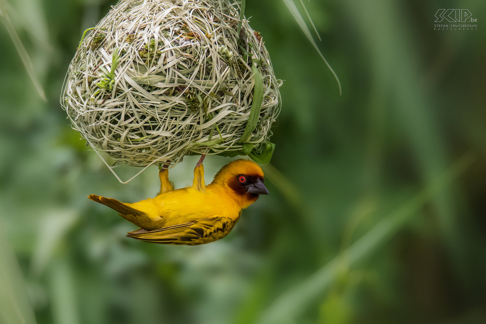 Debre Zeit - Vitelline masked weaver Males Weavers build new nests with green vegetation. The woven nest of the Vitelline masked weaver (Ploceus vitellinus) is accessible at the bottom. Stefan Cruysberghs